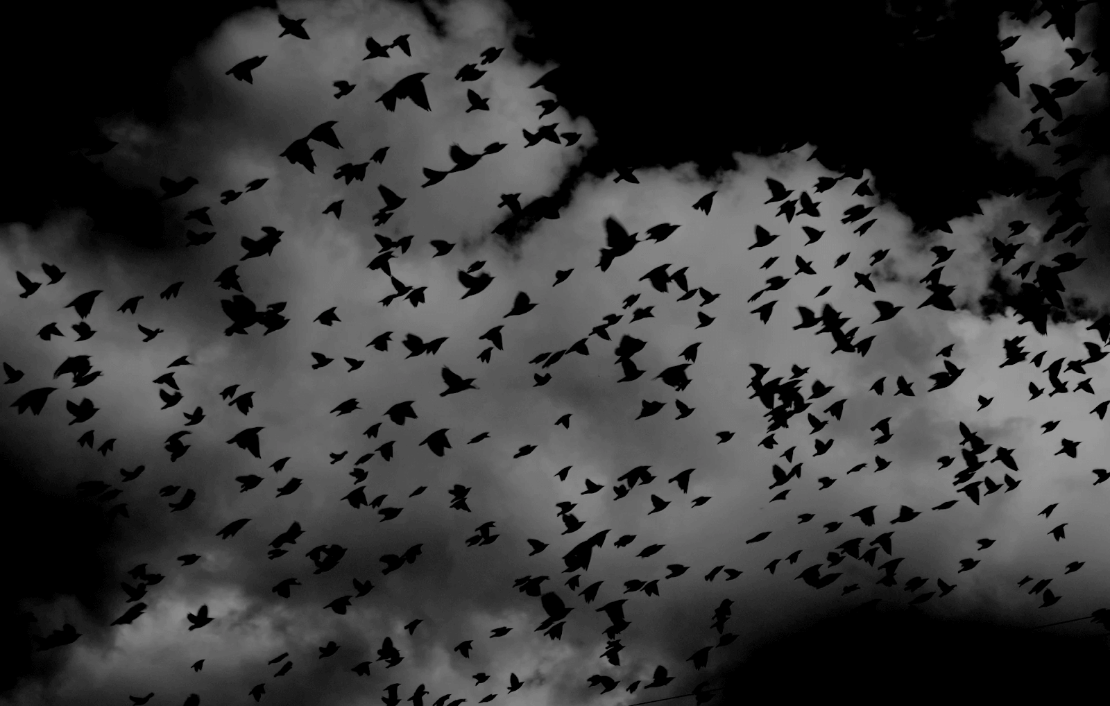 Flock of Birds